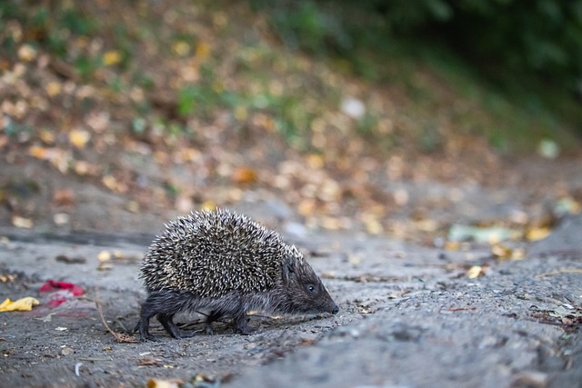 球队因多年 球队因多年